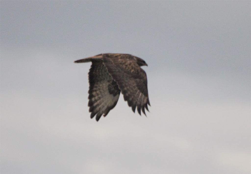 Poiana delle Steppe  (Buteo buteo vulpinus)